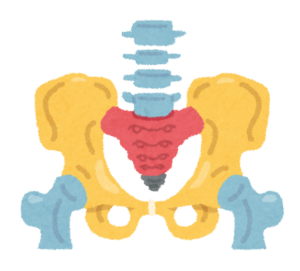 骨盤の構造